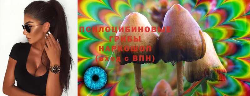 Псилоцибиновые грибы Cubensis  Наволоки 